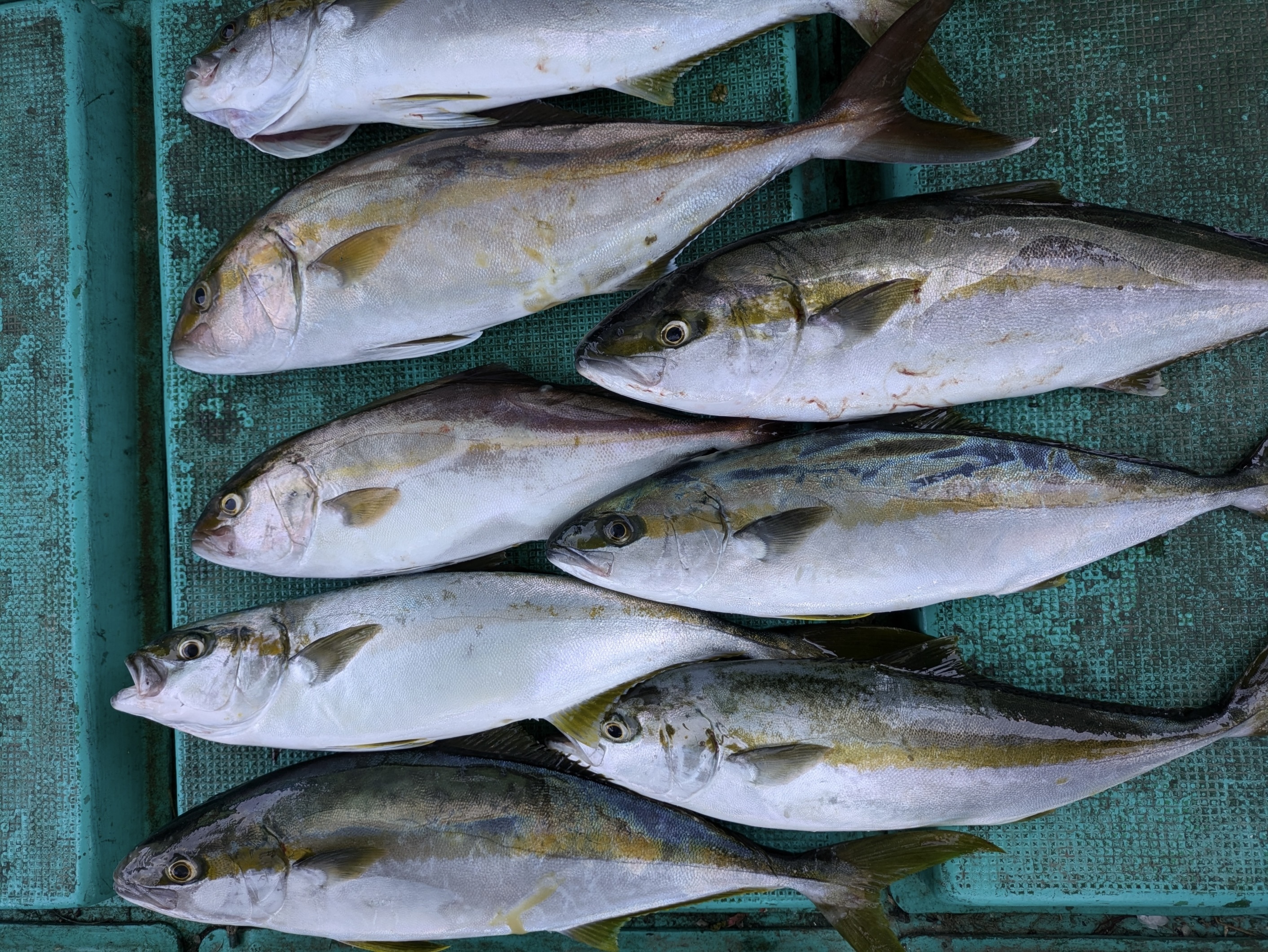 PXL_20240913_023129825