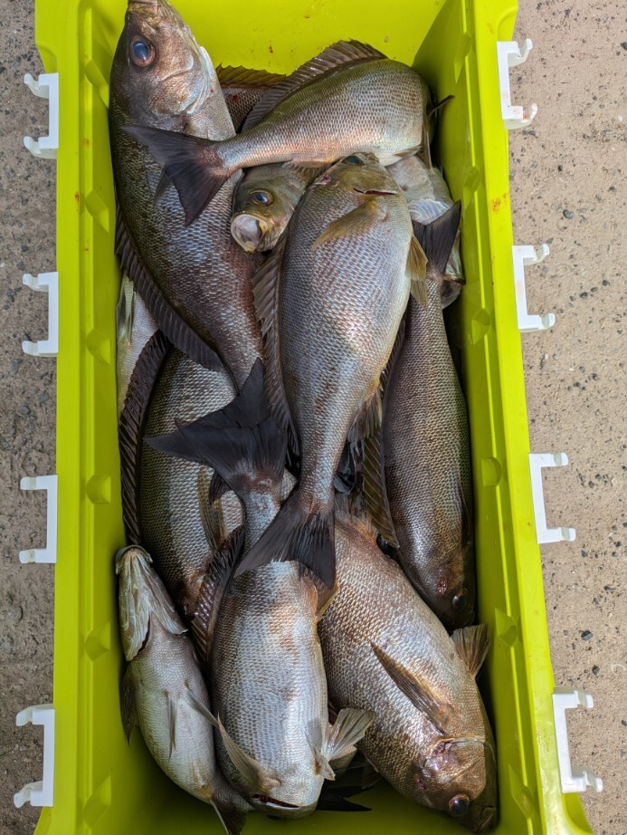 PXL_20250526_051818009