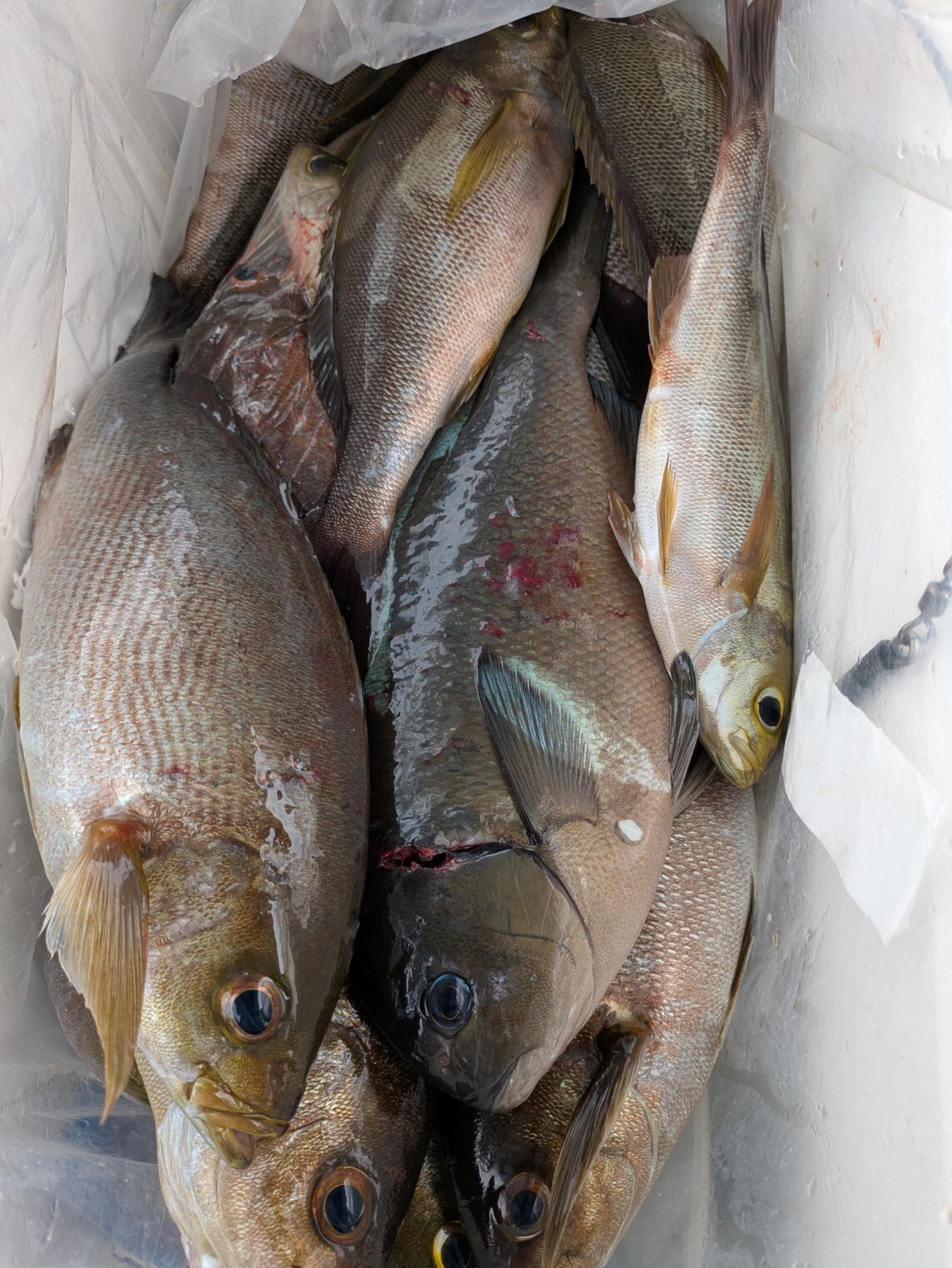 PXL_20250606_035959760